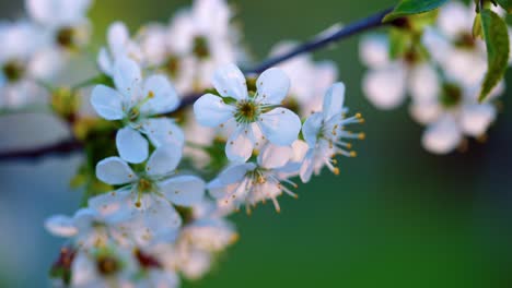 white sakura blossoms against bokeh backdrop on spring sunset