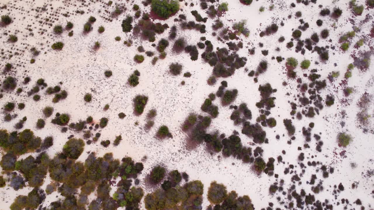 hierba y arbustos que crecen en las dunas de arena blanca en vietnam del sur.