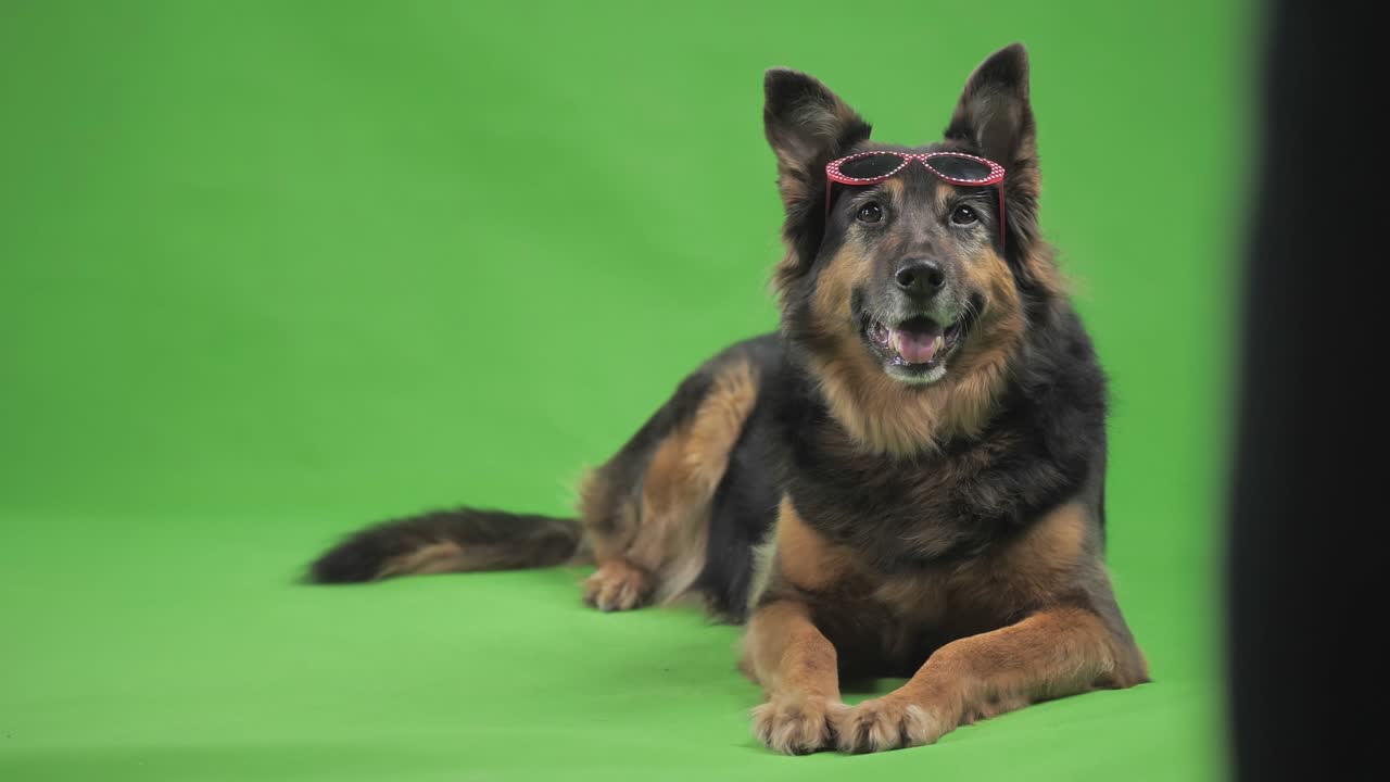 собака в солнцезащитных очках что-то смотрит.