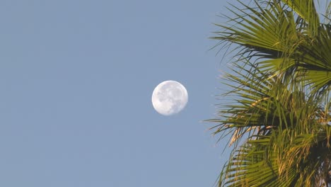 Ajuste-De-La-Luna-De-Lapso-De-Tiempo-En-El-Cielo-De-La-Mañana-Con-Palmera