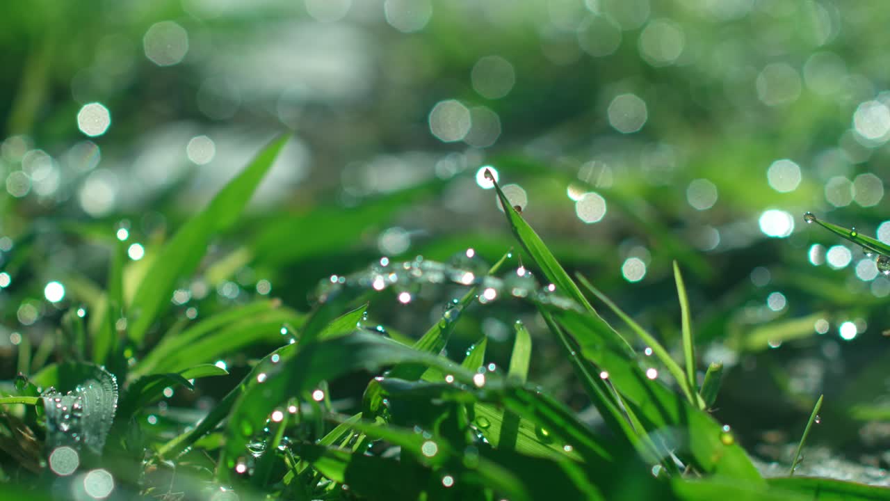 gotas de agua en el césped