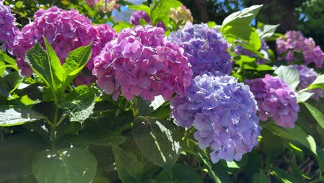 Vibrantes-Hortensias-Florecen-Bajo-El-Sol-De-Verano,-Con-Exuberantes-Hojas-Verdes-Al-Fondo