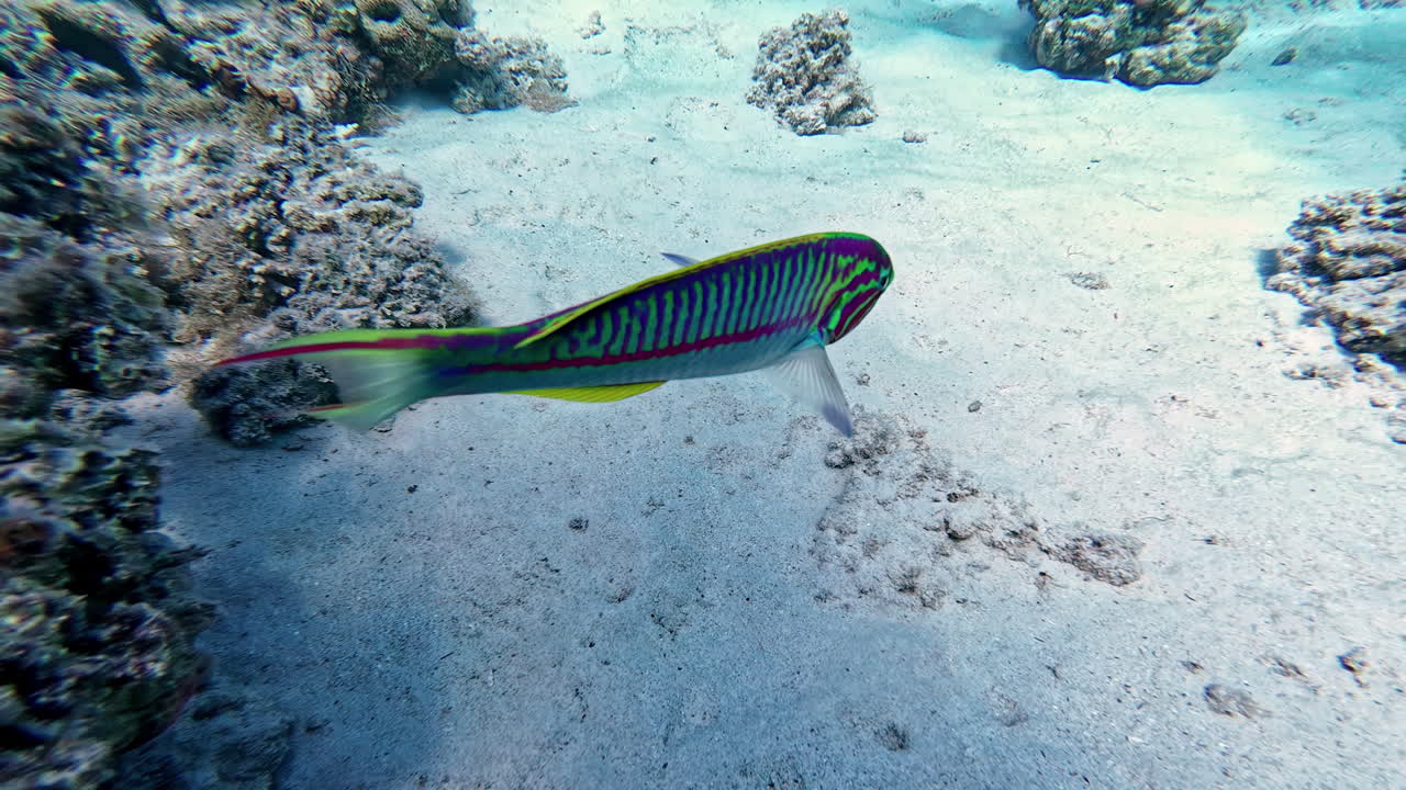Colorful wrasse fish swimming in clear coral reef sea near scuba diver