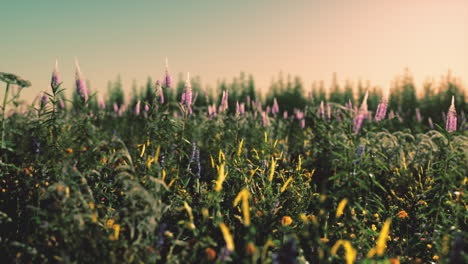 wild-meadow-with-blooming-wildflowers-in-soft-early-morning-or-sunset-sunlight
