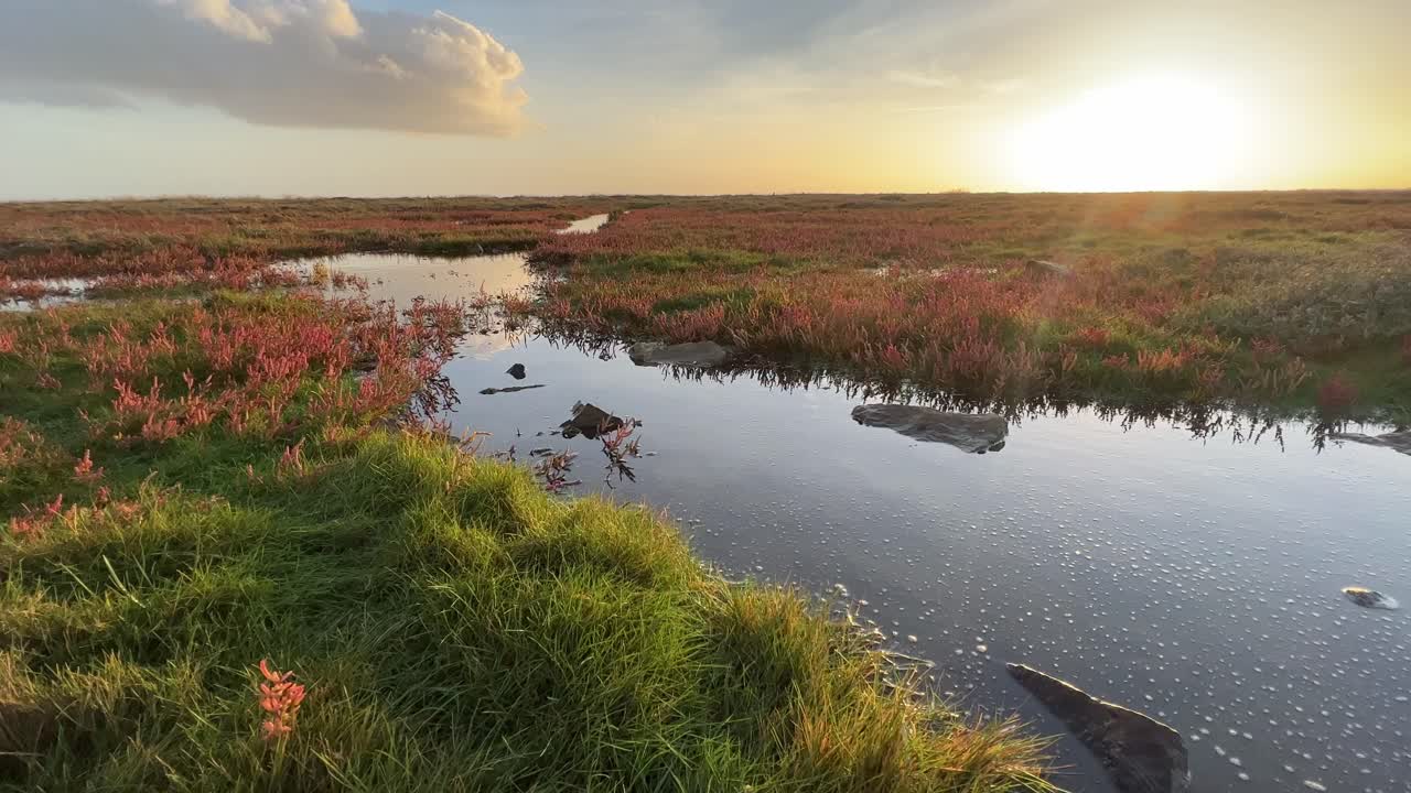 cálida vista dorada de la puesta de sol de las tierras pantanosas poco profundas con un pequeño pantano rojo, plantas de marea, escena costera con puesta de sol dorada, agua ondulada poco profunda y vida vegetal
