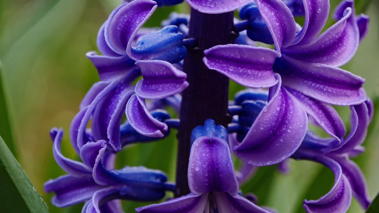 Close-up of a vibrant purple hyacinth surrounded by green leaves, captured at eye level