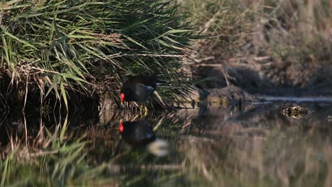 Teichhuhn-Im-Vogelschutzgebiet-Auf-Der-Suche-Nach-Nahrung