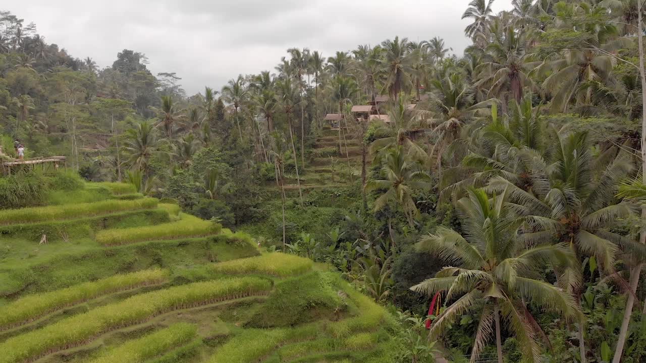 Fluida ripresa aerea cinematografica con drone delle iconiche risaie a terrazze di Ubud a Bali, che mostrano vibranti disegni verdi di coltivazioni in una giornata nuvolosa-1