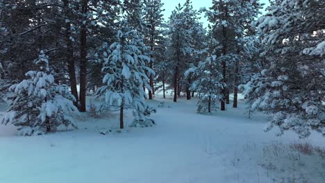 snow valley forest evergreen meadows conifer colorado aerial drone colorado sunset blue hour winter frosted trees cold frozen deep snow december north turkey creek rocky mountain town forward motion