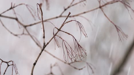 Tree-branches-on-the-background-of-snowfall.-Flakes-of-snow-falling-down-winter-landscape.