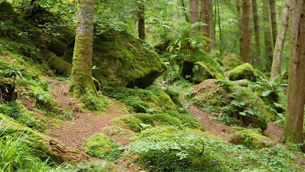 Lush green forest path with mossy trees