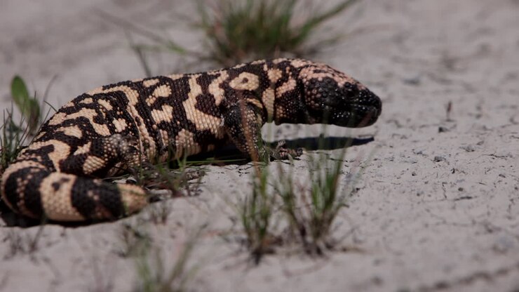 Gilamonster op gebarsten woestijngrond in slow motion