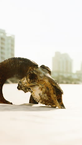 a ram skull on the beach