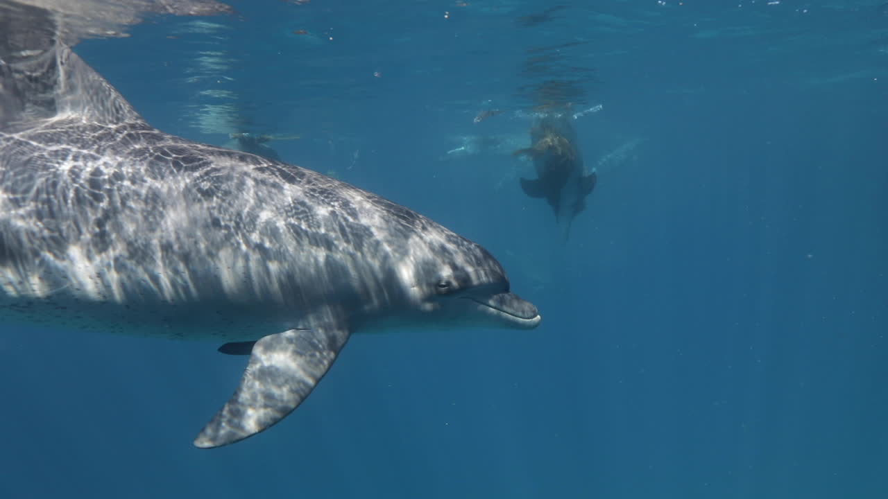 дельфины плавают вместе в коралловом рифе красного моря в египте