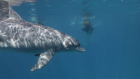 delfine schwimmen gemeinsam im korallenriff des roten meeres in ägypten