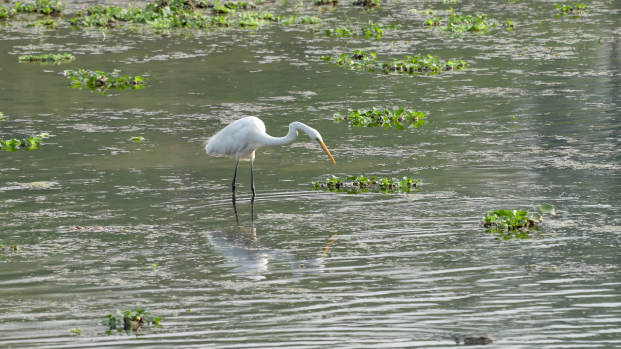 네팔 의 치트완 국립 공원 에서 빛 이 있는 아침 에 강 에서 시 하는 큰 독수리