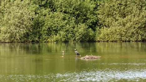 un gran cormorán en el lago sparham pools, reserva natural mirando hacia el oeste hacia el lago