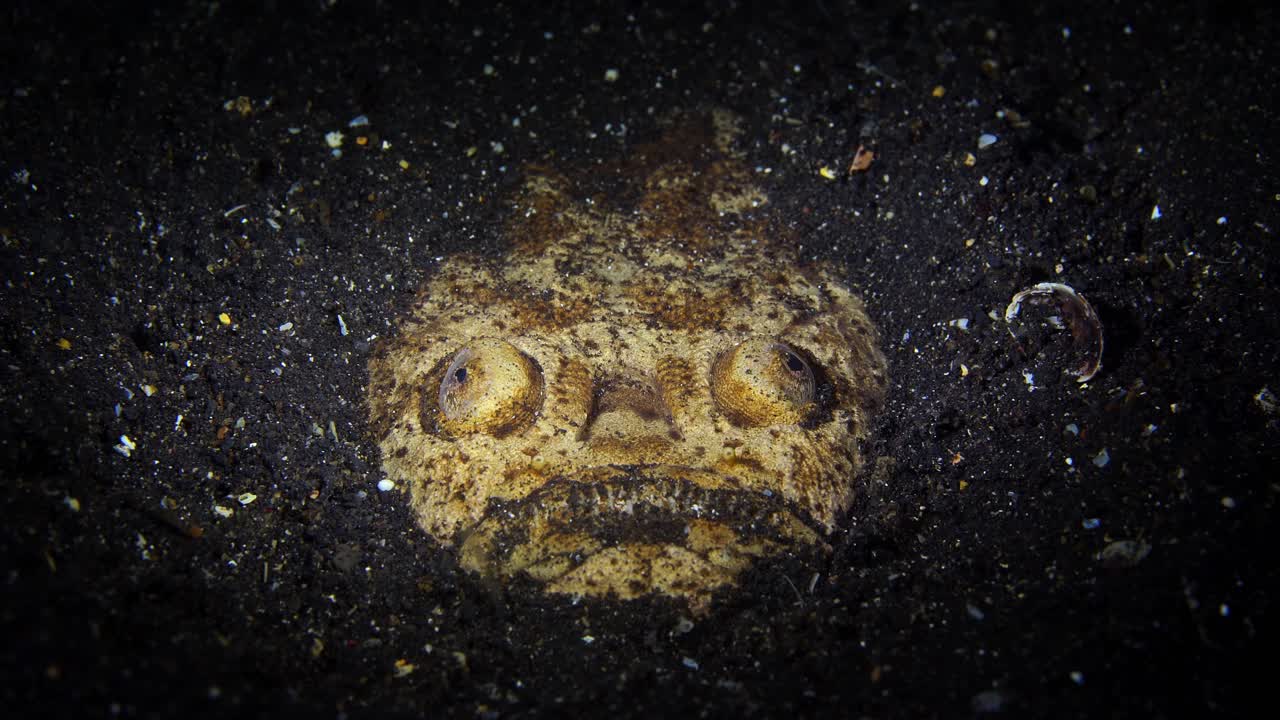 astrónomo reticulado uranoscopus sp. lembeh indonesia 4k 25fps