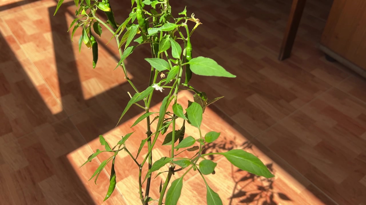 Una pianta verde con piccoli fiori bianchi si crogiola alla luce del sole su un pavimento di legno. Ideale per contenuti di giardinaggio da interni o progetti a tema natura.