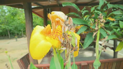 dried shorea robust flower close up