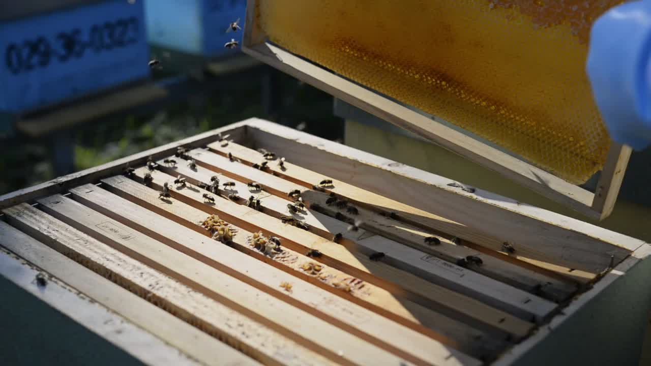 Crop beekeeper putting hives into wooden box