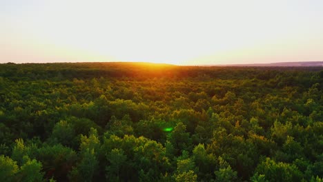 forest at sunset. flying over the top of green trees against the beautiful orange setting sun. motion camera back.