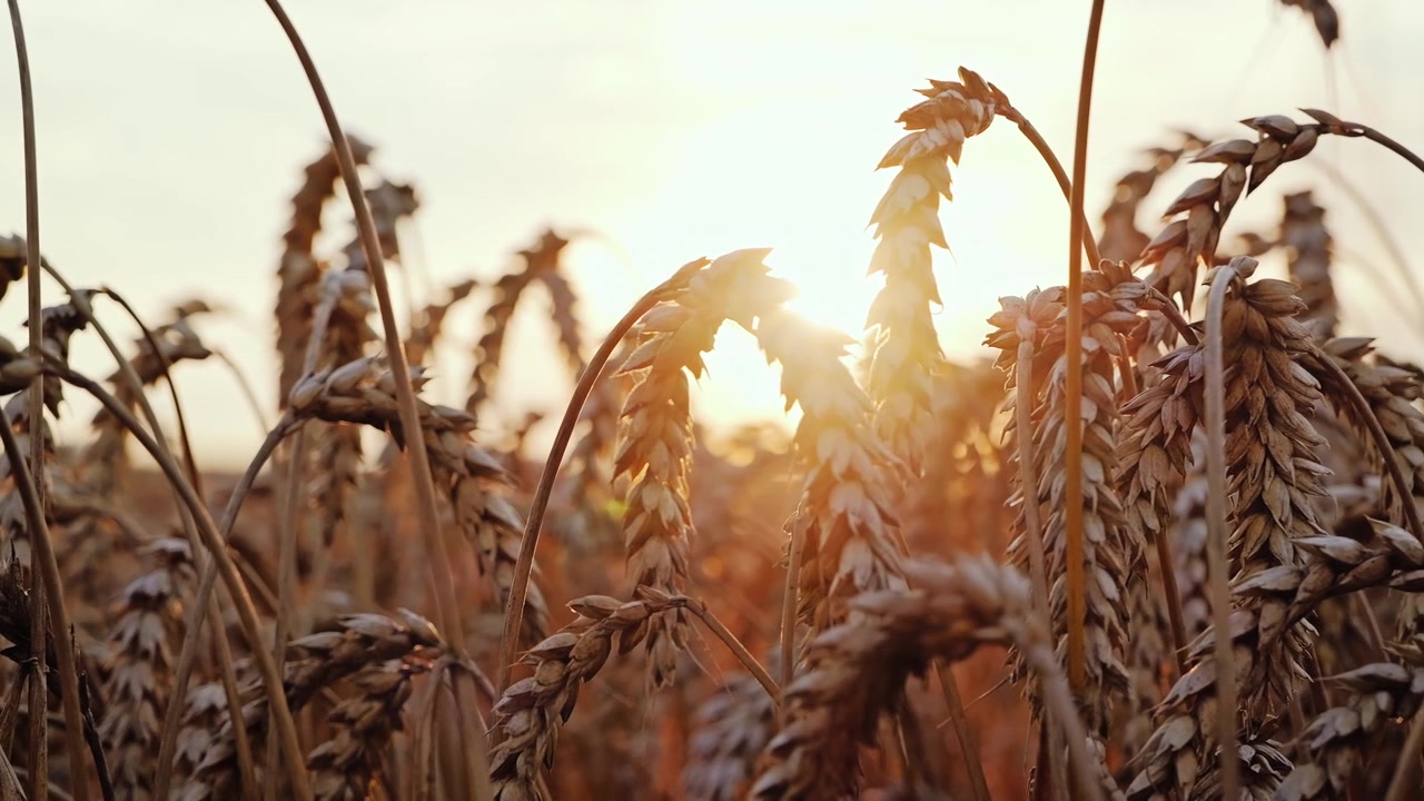 Campo di grano retroilluminato che evoca inflazione, scarsità e fragile stabilità europea
