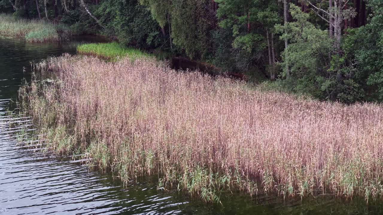 Lavt luftfoto, der trækker sig tilbage langs søbreddens siv og skovkant