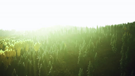 sunrise illuminating a vibrant forest landscape in fall