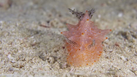 a colorful sea slug underwater