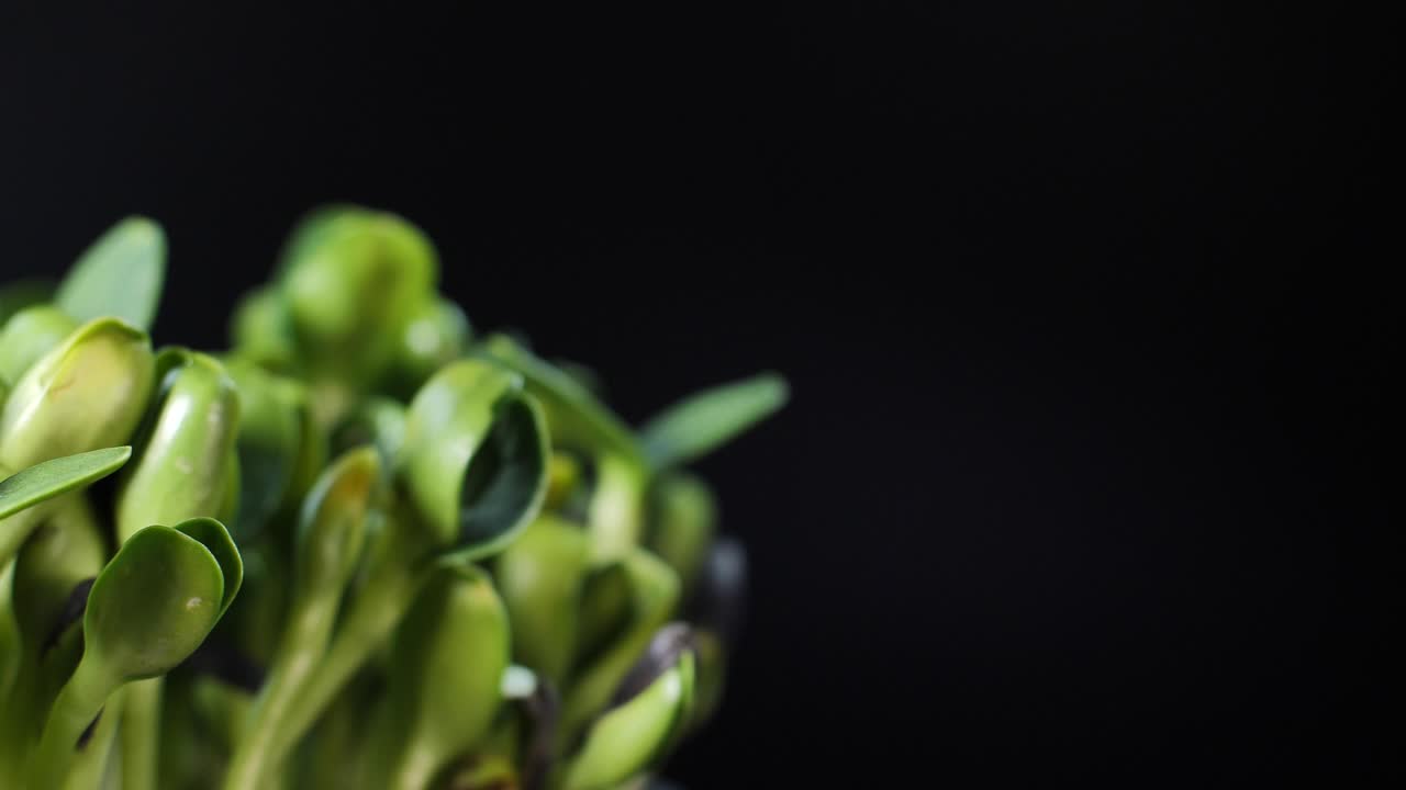 germinación de semillas para la nutrición. plántulas micro verdes