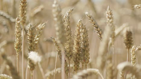 campo de grano con tallos de grano marrón para la cosecha