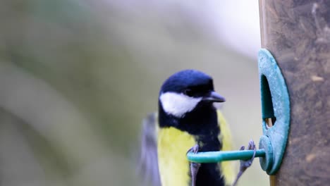 4K-Slow-motion-shot-of-birds-landing-on-a-bird-feeder-and-eating-seeds-from-up-close