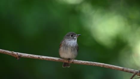 perched on a vine looking around and wagging its tail up and down and flies away, dark-sided flycatcher muscicapa sibirica ,chonburi, thailand