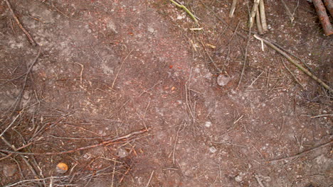 aerial top down view above broken branches and tree stumps, heavy machinery tracks