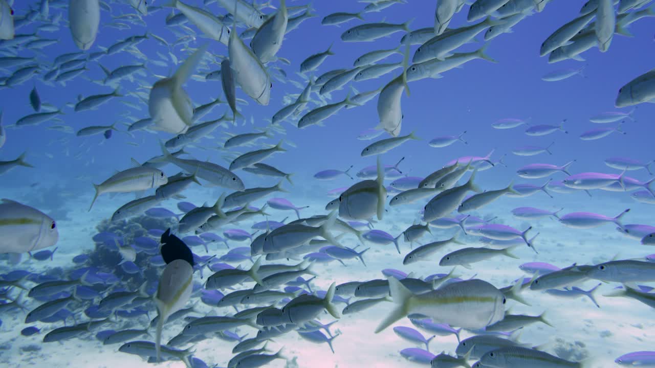 Swimming through a large group of fish swimming around in all directions in 4k
