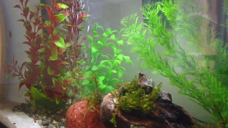 hermoso acuario de agua dulce con plantas verdes y muchos peces