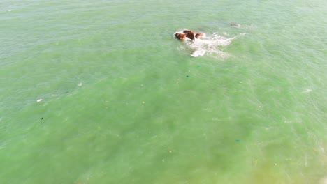 aerial view of the trash in the sea near vung tau.