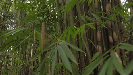 shot of the beautiful bamboo tropical forest in indonesia