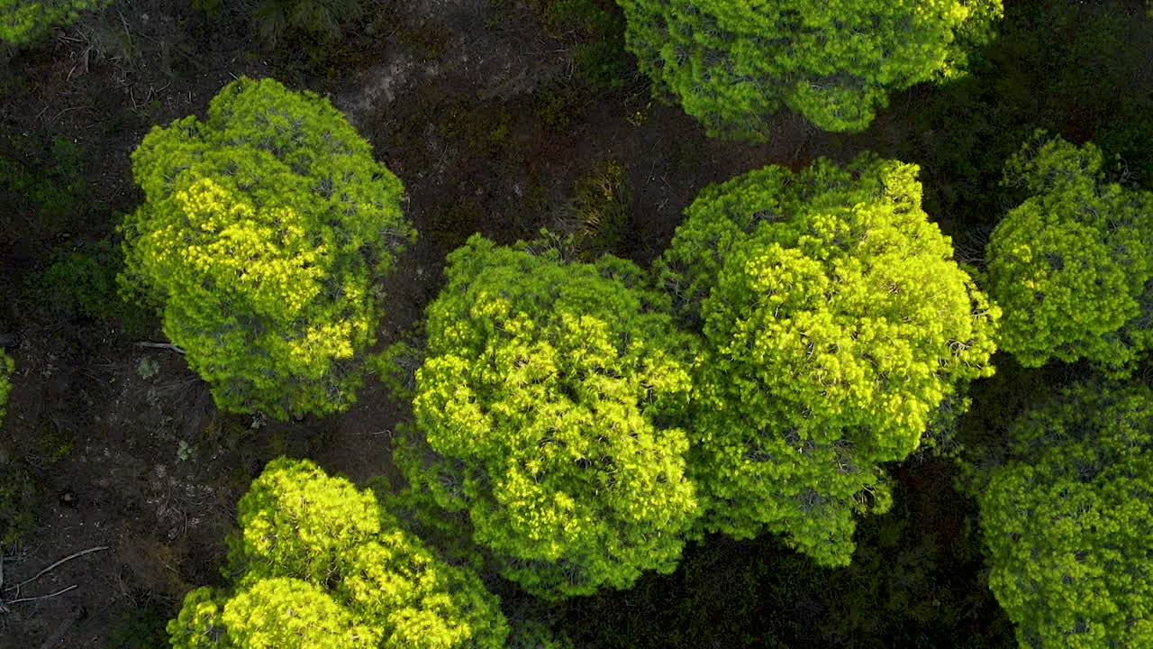 Vista aérea de pájaro sobre un denso bosque de pinos piñoneros en El Rompido.