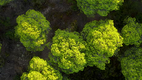 Aerial-Birds-Eye-View-Over-Dense-Parasol-Pine-Tree-Forest-Of-El-Rompido