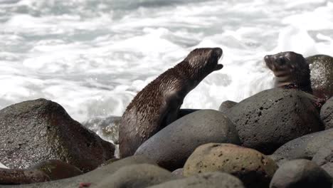 dos jóvenes leones marinos de galápagos juegan en la playa de rocas mientras las olas chocan sobre las rocas, en la isla de north seymour, en las islas galápagos, ecuador