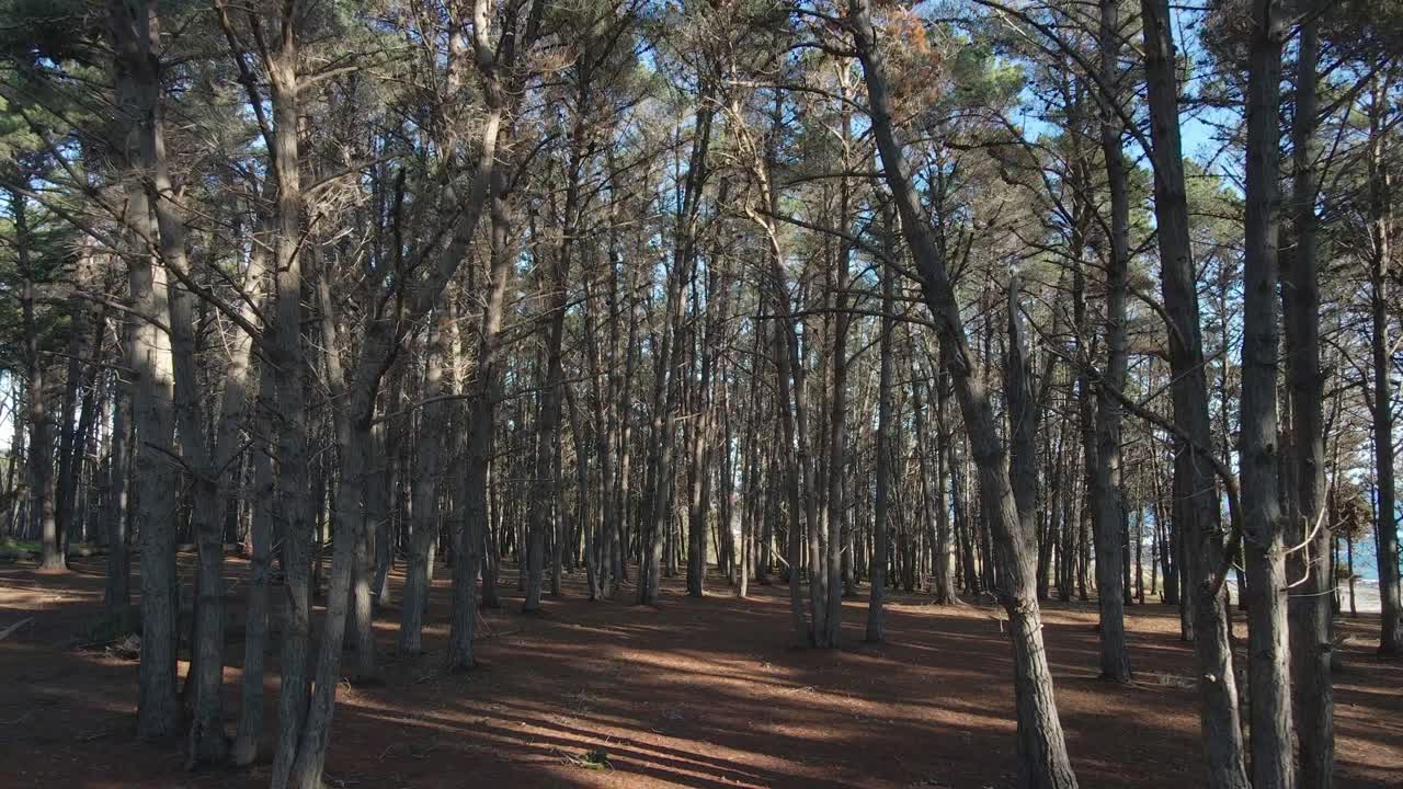 칠레 퀸타 지역 데 산 안토니오 알가로보의 엘 카넬로 해변에서 공중 드론으로 촬영한 소나무 숲