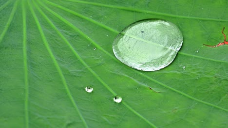 Close-up-of-water-droplets--raindrops-on-a-green-lotus-leaf-on-a-windy-day