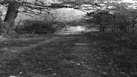 sped up black and white run through the forest