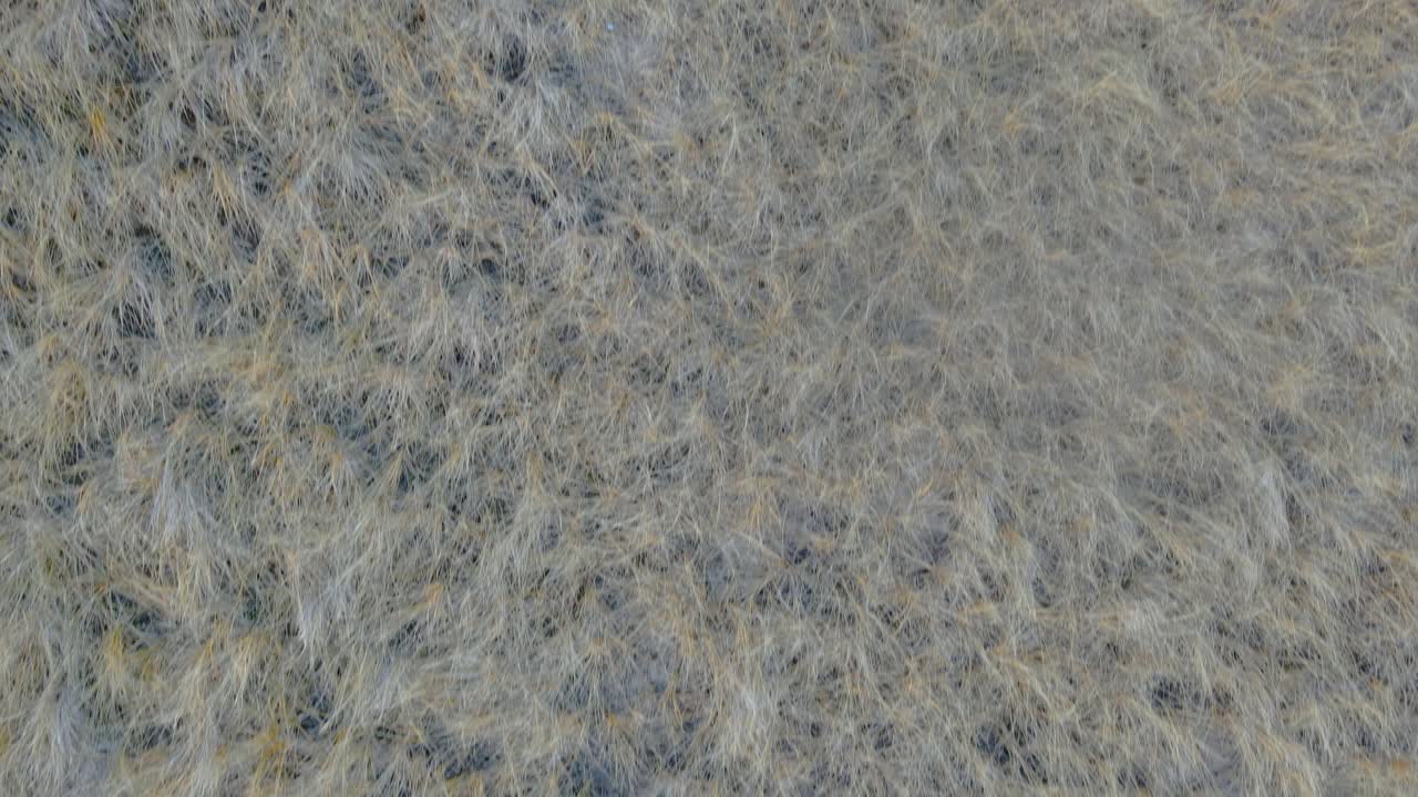 hierba de playa nativa de michigan que prospera en el área de herradura de muskegon