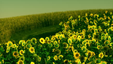 Campo-De-Girasoles-Florecientes-En-Una-Puesta-De-Sol-De-Fondo