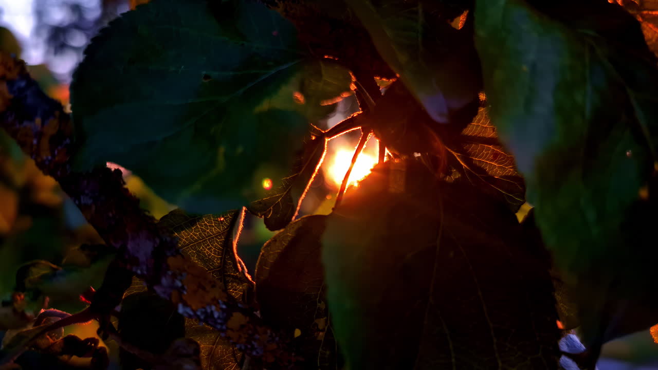 Sunlight shining through green leaves of tree during calm summer evening in garden