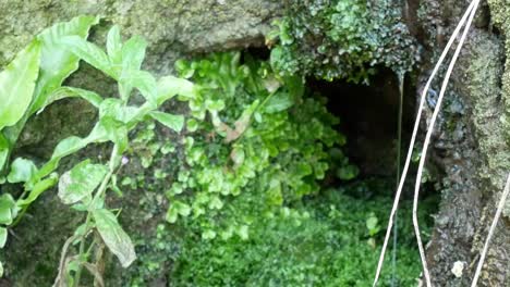 fuente de agua de manantial de montaña pura y fresca goteando de pared de roca ecosistema vegetal dolly derecho