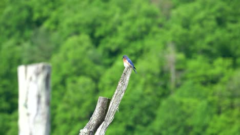 a bird perched on a tree branch in a lush green forest, calmly observing its surroundings